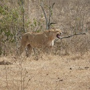 Safari Through Ngorongoro Crater NP, Tansania