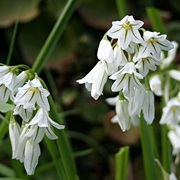 Three-Cornered Leek (Allium Triquetrum)