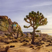 Joshua Tree National Park, California