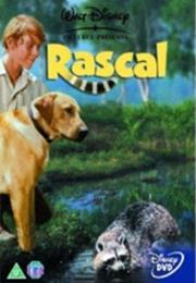 Rascal - Rascal the Raccoon