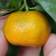 Tachibana Orange (Citrus Tachibana)