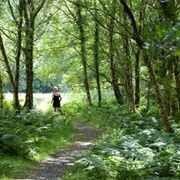 Mawddach Valley - Arthog Bog