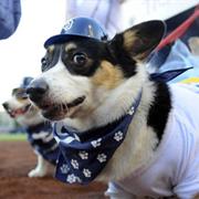 Taken Your Dog to a Game