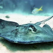 Stingray
