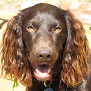 Boykin Spaniel