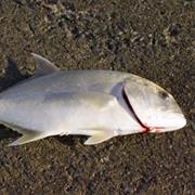 Silver Trevally
