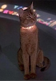 Jake, the Cat From Outer Space (1978)