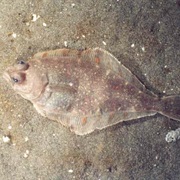 Pacific Sanddab (Aka: Soft Flounder, Mottled Sanddab, Megrim)
