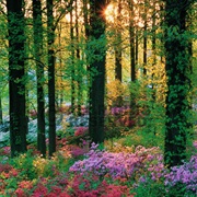 Flower Forest, Barbados