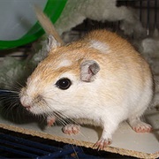 Cushioned Gerbil