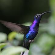 Violet Sabrewing
