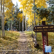 Stroll the Aspen Nature Loop