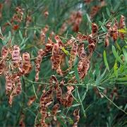 Lawley River National Park (WA)