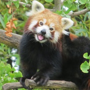 See a Red Panda