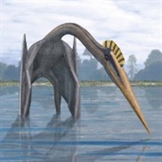 Hatzegopteryx