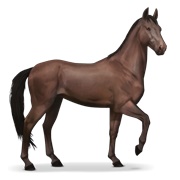 Akhal-Teke - Liver Chestnut