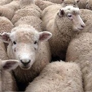 Wool Was Vitally Important to Australia's Economy