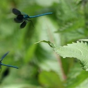 Dearne Valley - Bolton Ings