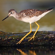 Lesser Yellowlegs