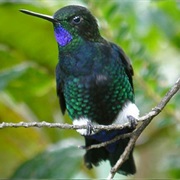 Black-Breasted Puffleg