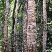 Fortis Creek National Park (NSW)