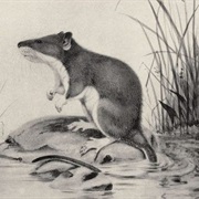 Ethiopian Amphibious Rat (Possibly Extinct)