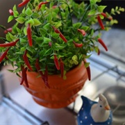 #37:  Appetizers and Snacks:  Tempeh-Pimiento Cheeze Bake