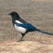 Eurasian Magpie (South Korea)