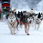 Dog Sled in Norway
