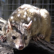 Western Quoll