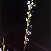 Dotted Smartweed (Persicaria Punctata)