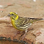 European Serin