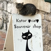 Kotor