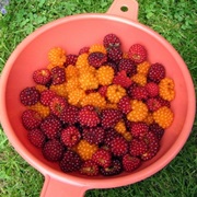 Salmonberry (Rubus Spectabilis)