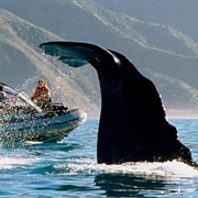 Whale Watching in Kaikoura, New Zealand