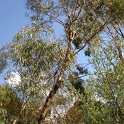 Blue-Leaved Mallee (Eucalyptus Polybractea)
