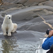 Churchill Polar Bears