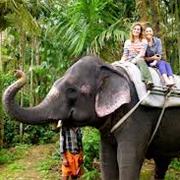 Take an Elephant Ride