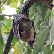 Philippine Naked-Backed Fruit Bat