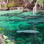 Blue Spring State Park, Florida