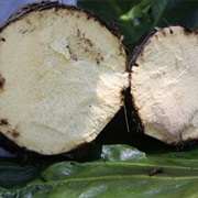 Giant Swamp Taro (Cyrtosperma Merkusii)