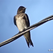 Gray-Breasted Martin