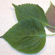 Shiso Leaf