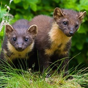 Pine Marten