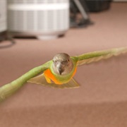 A Wild Bird in the House Is a Sign of Death