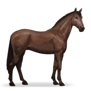 KWPN - Liver Chestnut