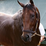 He Has a Very Faint White Star on His Forehead