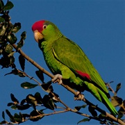 Red-Crowned Parrot