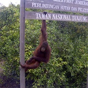 Tanjung Puting National Park, Borneo