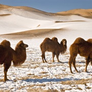 Gobi Desert, Mongolia